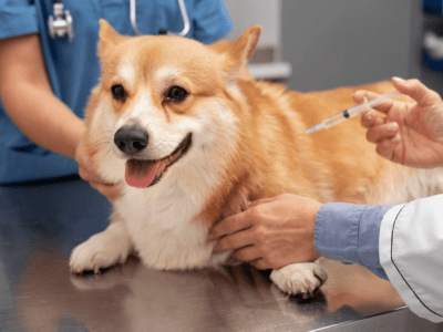 Dog First Aid & Dog Care Level 3 Diploma